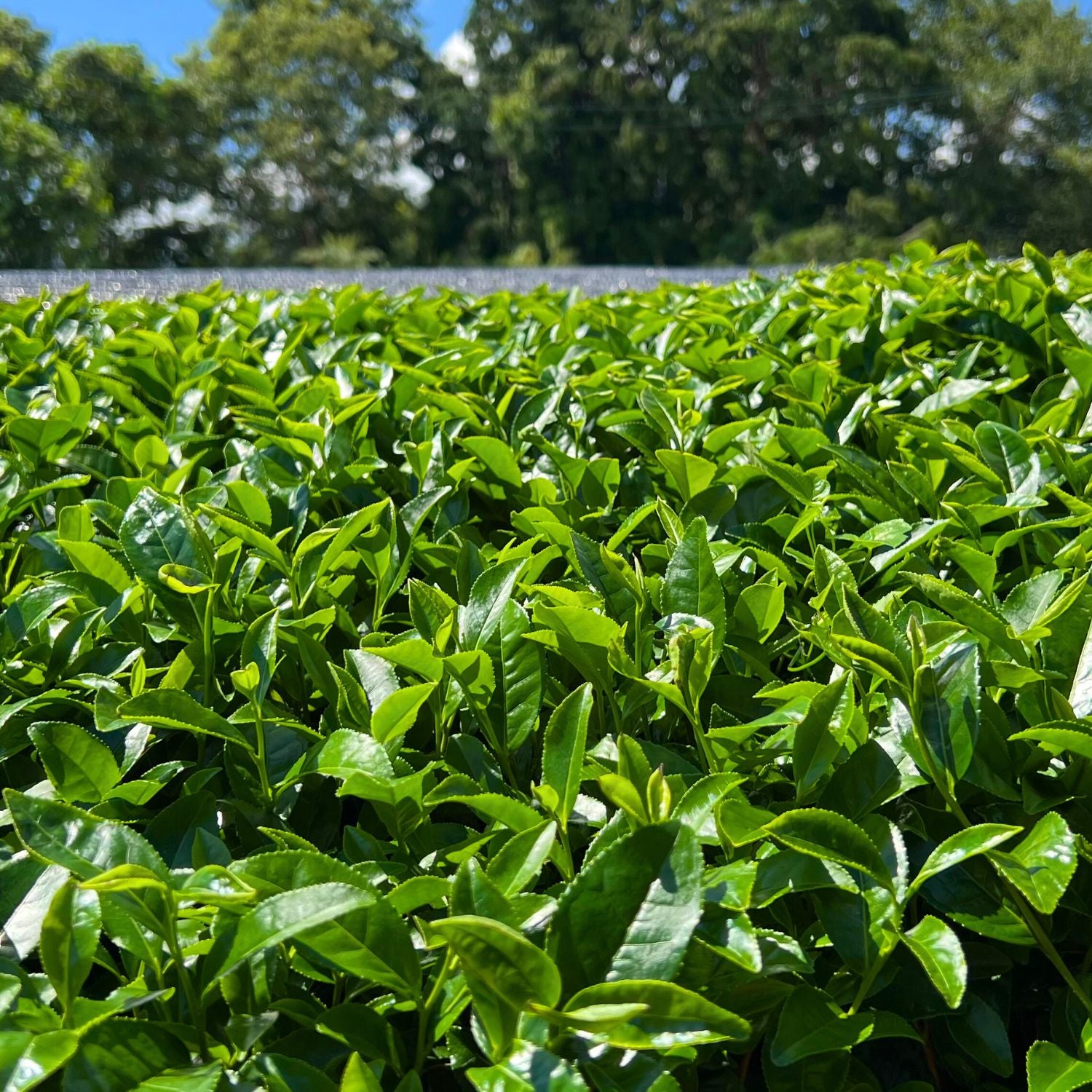 Matcha Ritual Starter Set