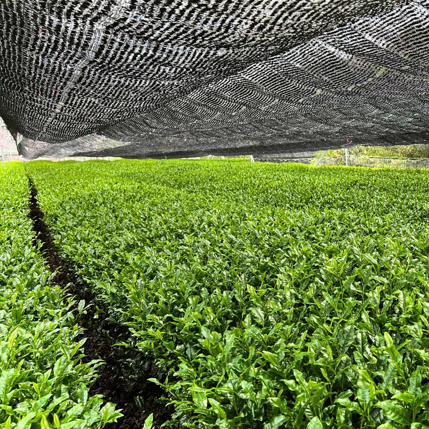 Matcha Ritual Starter Set