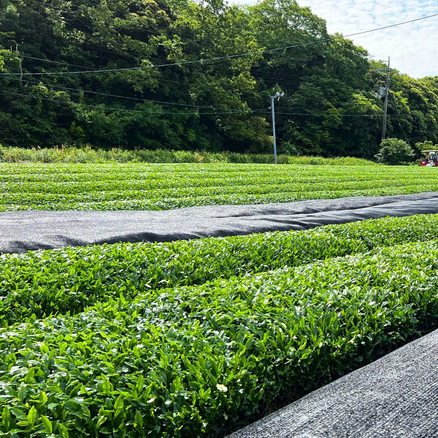 Matcha Ritual Starter Set