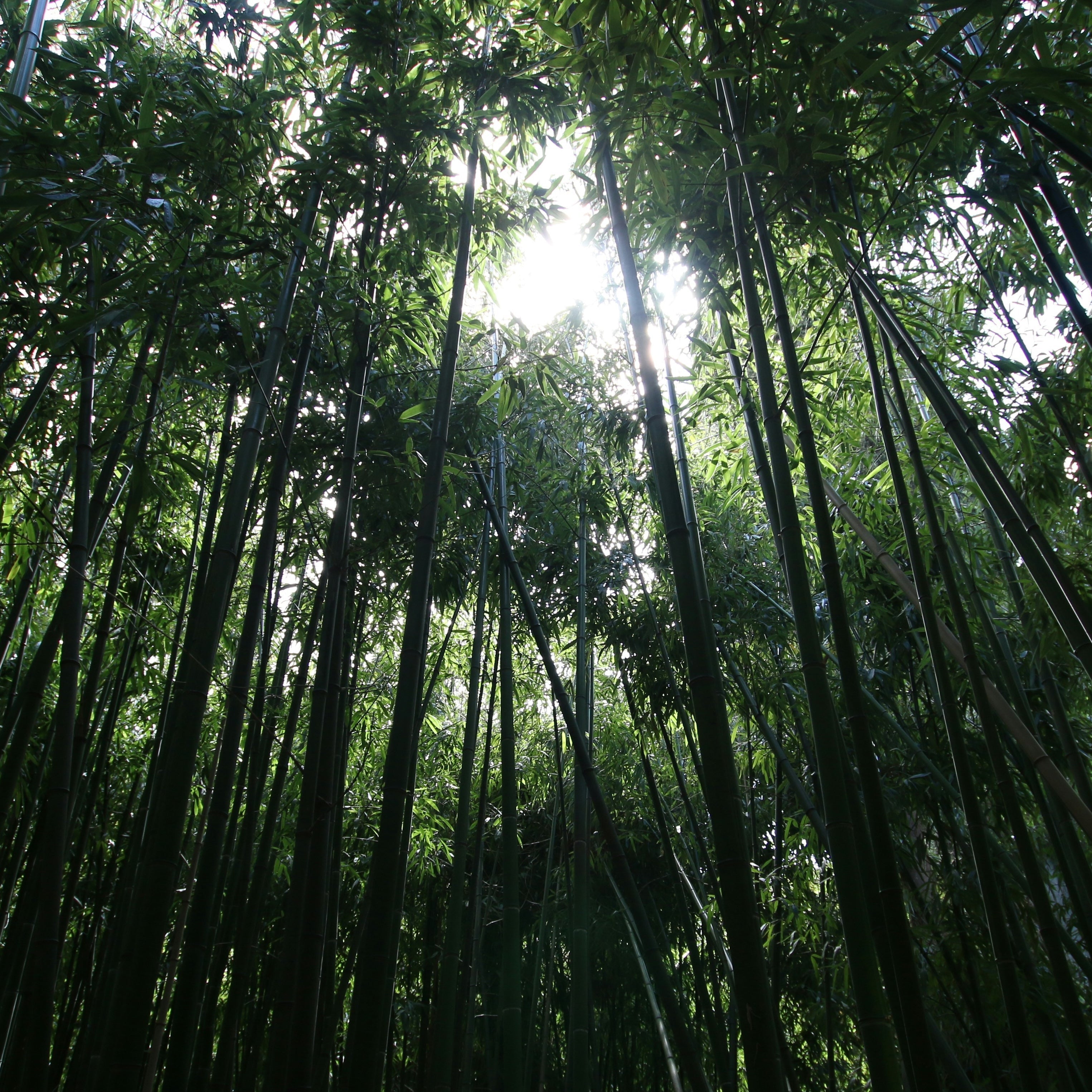 Scent Ritual Incense - The Afterglow of Rain