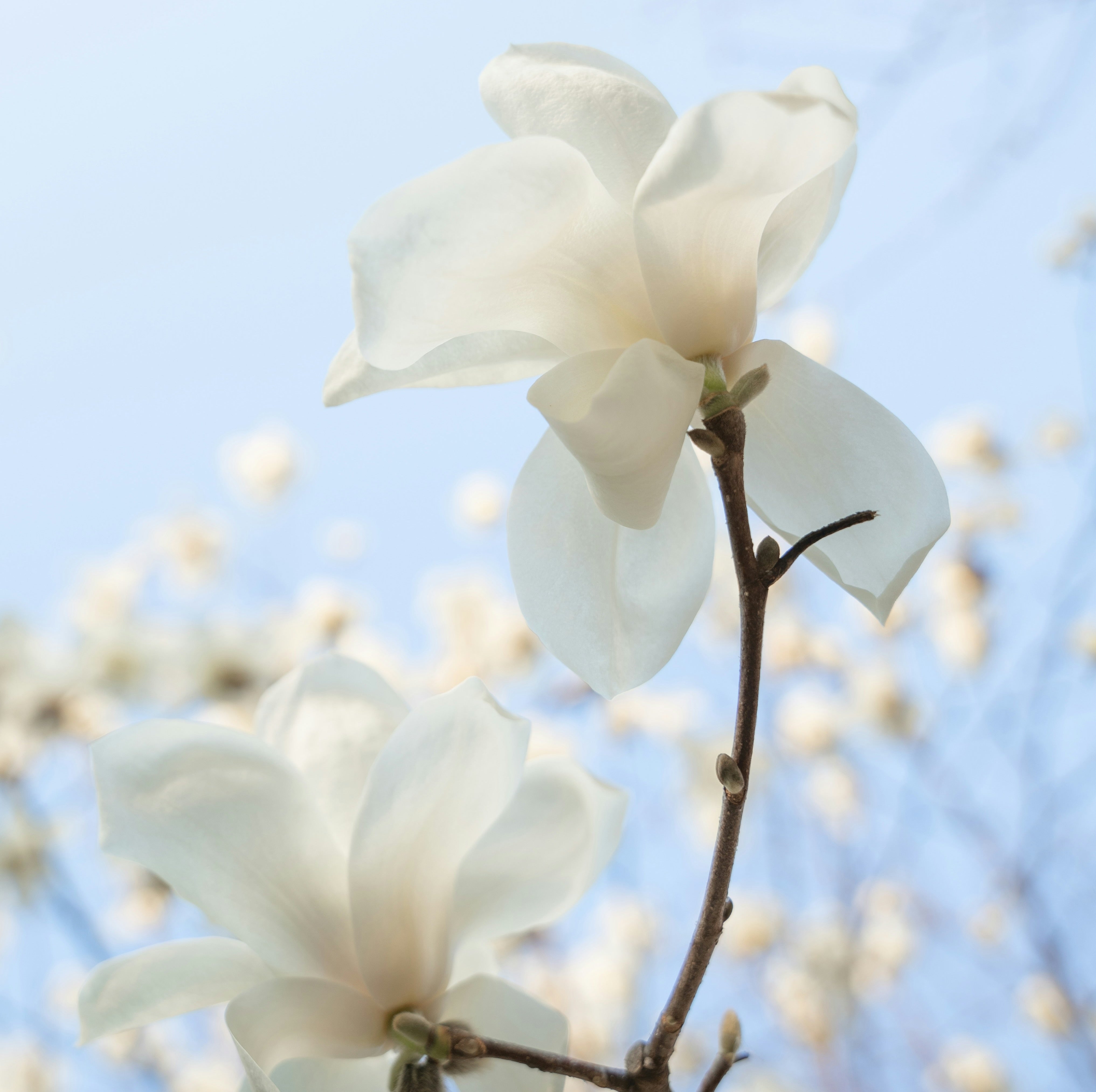 Scent Ritual Incense – Spring Unfolds by Bloom