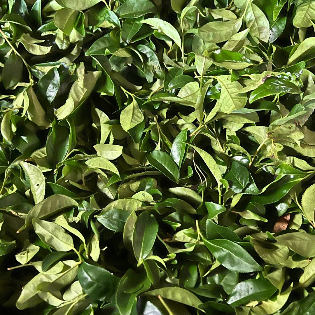 Premium Hojicha - For the Nostalgic