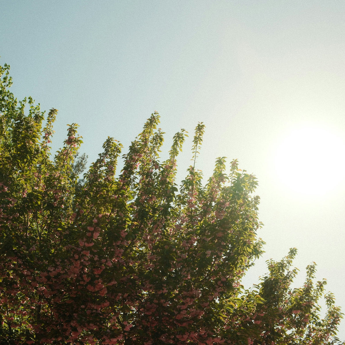 Scent Ritual Incense – Spring Unfolds by Bloom