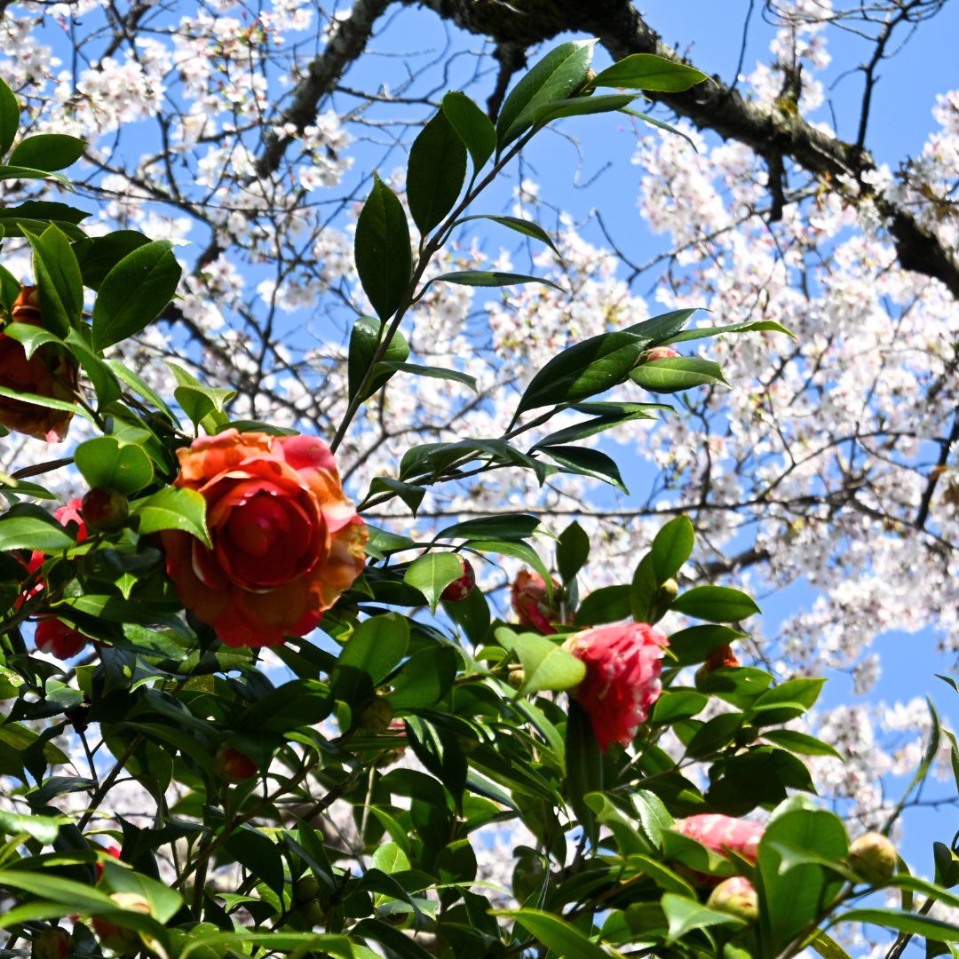 Scent Ritual Incense – Spring Unfolds by Bloom