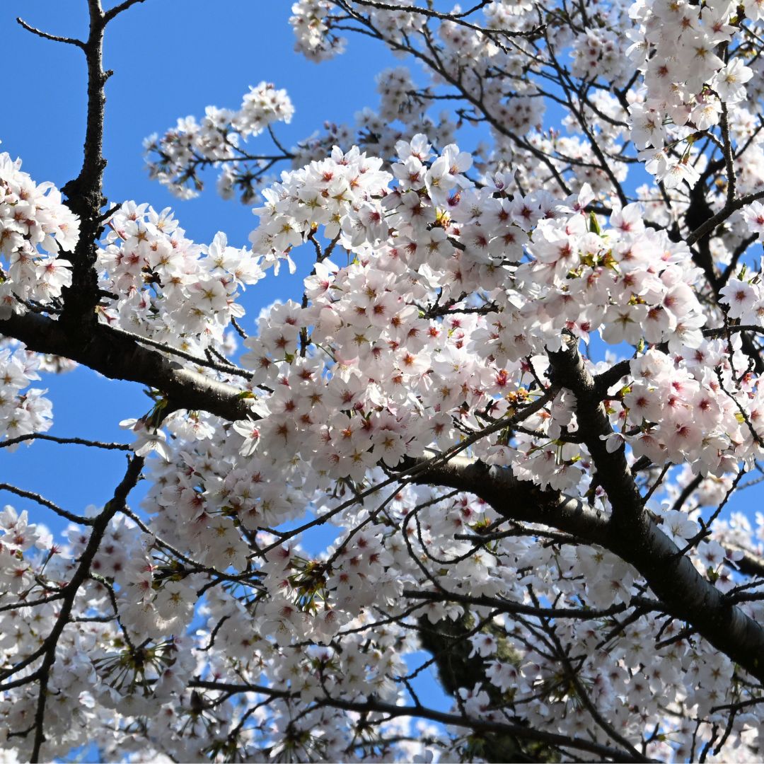 Scent Ritual Incense – Spring Unfolds by Bloom